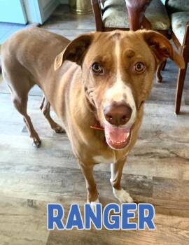 Rescue American Bully Dogs for Adoption in Shalimar, Florida - Ranger | PetCurious