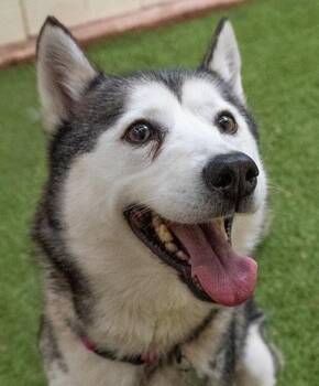 Husky Dogs Available for Adoption in Encinitas, California - Nasa | PetCurious