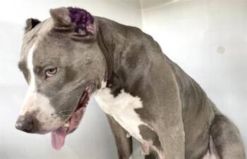 A660091 -  Pit Bull Terrier Dog for Adoption in Houston, Texas - A660091 | PetCurious