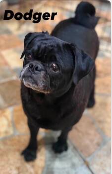 Dodger -  Pug Dog for Adoption in Severance, Colorado - Dodger | PetCurious