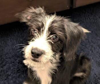 Junie Bee -  Chihuahua and Terrier Dog for Adoption in Wheaton, Illinois - Junie Bee | PetCurious