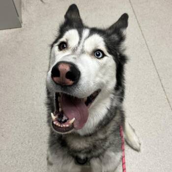 Kylo -  Husky Dog for Adoption in Murray, Utah - Kylo | PetCurious