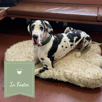 Harvey -  Great Dane Dog for Adoption in St. Augustine, Florida - Harvey | PetCurious