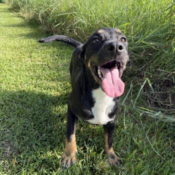 Blossom -  Mixed Breed Dog for Adoption in Pearland, Texas - Blossom | PetCurious