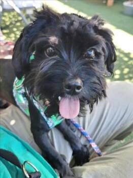 *TOTO -  Poodle Dog for Adoption in Woodland, California - *TOTO | PetCurious