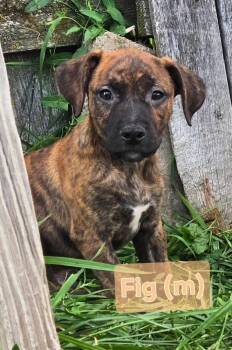 Fig -  Mixed Breed Dog for Adoption in Union Grove, Wisconsin - Fig | PetCurious