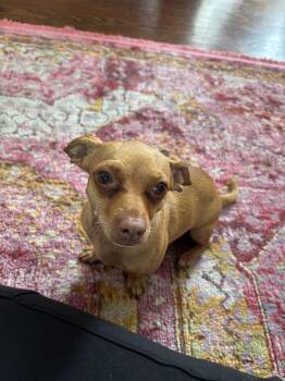 Bella -  Chihuahua Dog for Adoption - Bella | PetCurious