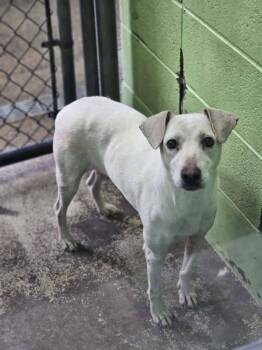 Bulldog Dogs Available for Adoption - Hope | PetCurious