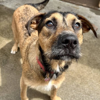 Rescue Mixed Breed Dogs for Adoption in Westhampton, New York - Betta | PetCurious