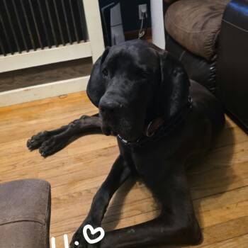 Bingo -  Great Dane Dog for Adoption in Cedar Rapids, Iowa - Bingo | PetCurious