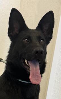 Nox -  German Shepherd Dog Dog for Adoption in Greeley, Colorado - Nox | PetCurious
