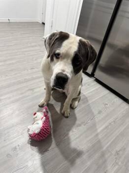 Mastiff Dogs Available for Adoption in San Antonio, Texas - FOXY SHAZAM | PetCurious