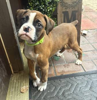 Max F26-022 -  Boxer Dog for Adoption in Crestview, Florida - Max F26-022 | PetCurious