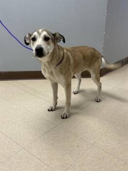 JAX -  Husky and Labrador Retriever Dog for Adoption in Killeen, Texas - JAX | PetCurious