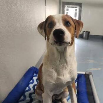 Tango -  Hound and Mixed Breed Dog for Adoption in Brownsboro, Alabama - Tango | PetCurious