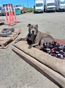 Gunner -  Pit Bull Terrier Dog for Adoption in Puyallup, Washington - Gunner | PetCurious
