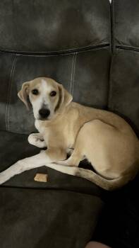 Rescue Retriever and Hound Dogs for Adoption in Minneapolis, Minnesota - Brynlee | PetCurious