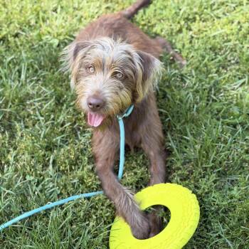Hunter -  Basset Hound and Chocolate Labrador Retriever Dog for Adoption in Sparta, New Jersey - Hunter | PetCurious