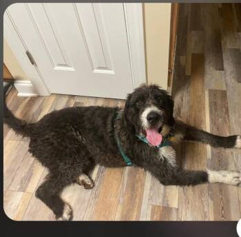 Waldo -  Saint Bernard and Standard Poodle Dog for Adoption in Pittsboro, North Carolina - Waldo | PetCurious