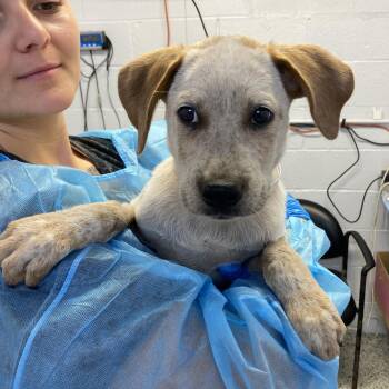 Ethan Winters -  Cattle Dog and Labrador Retriever Dog for Adoption in Hattiesburg, Mississippi - Ethan Winters | PetCurious