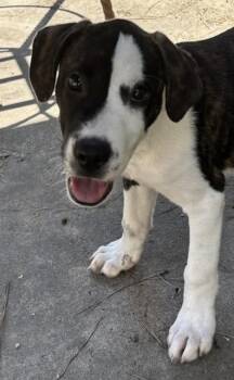 Barkly -  Border Collie and Australian Shepherd Dog for Adoption in Watertown, Connecticut - Barkly | PetCurious