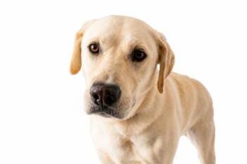 World Cup -  Labrador Retriever Dog for Adoption in Morristown, New Jersey - World Cup | PetCurious
