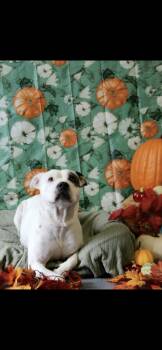 Shirley -  American Bully Dog for Adoption in Berea, Kentucky - Shirley | PetCurious
