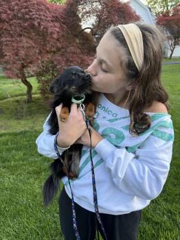 Chihuahua and Pomeranian Dogs Available for Adoption in Brewster, New York - Chewy | PetCurious