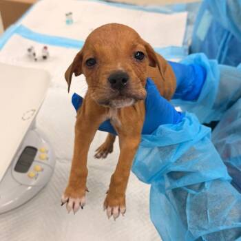 Bryce -  Mixed Breed Dog for Adoption in Indianapolis, Indiana - Bryce | PetCurious