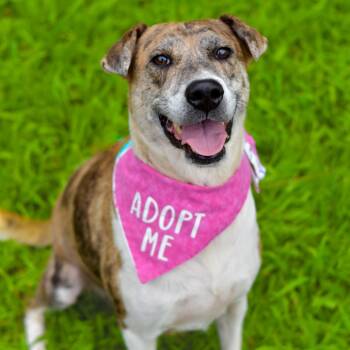 Rescue Mixed Breed Dogs for Adoption in Kailua-kona, Hawaii - Darling | PetCurious