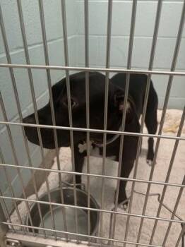 Roxy -  Pit Bull Terrier and Mixed Breed Dog for Adoption in Fishers, Indiana - Roxy | PetCurious