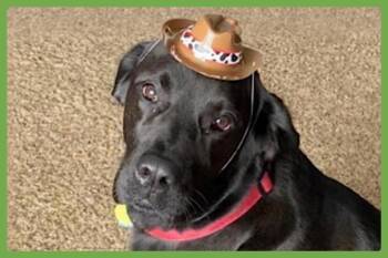 Rescue Labrador Retriever Dogs for Adoption in Amherst, Massachusetts - Rick | PetCurious