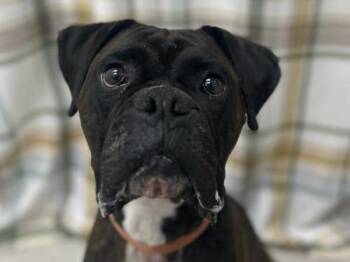 Rescue Boxer Dogs for Adoption in Portland, Oregon - Titan | PetCurious