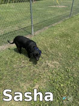 Sasha -  Labrador Retriever Dog for Adoption in Rocky Mount, North Carolina - Sasha | PetCurious