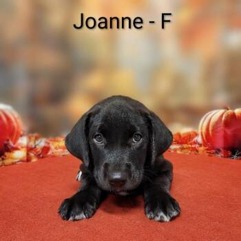 Joanne -  Labrador Retriever and Mixed Breed Dog for Adoption in Griswold, Connecticut - Joanne | PetCurious