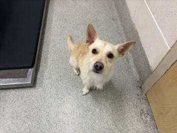 SCRAPPY -  Cairn Terrier and Mixed Breed Dog for Adoption in Loveland, Colorado - SCRAPPY | PetCurious