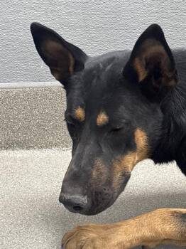 RIKKI -  German Shepherd Dog and Mixed Breed Dog for Adoption in Las Vegas, Nevada - RIKKI | PetCurious