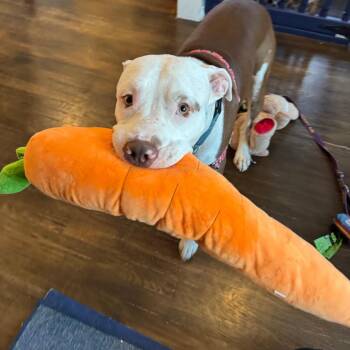 George -  Pit Bull Terrier Dog for Adoption in La Grange, Kentucky - George | PetCurious
