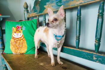 Vanilla Bean -  Chihuahua and Terrier Dog for Adoption in San Antonio, Texas - Vanilla Bean | PetCurious