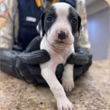 Rescue Mixed Breed Dogs for Adoption - Emerald | PetCurious