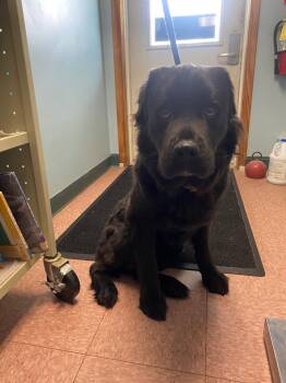 Newfie -  Newfoundland Dog Dog for Adoption in Wabash, Indiana - Newfie | PetCurious