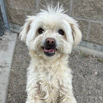 Shih Tzu Dogs Available for Adoption in Lindon, Utah - Brie | PetCurious