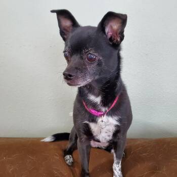 Winnie -  Rat Terrier Dog for Adoption in Moorhead, Minnesota - Winnie | PetCurious