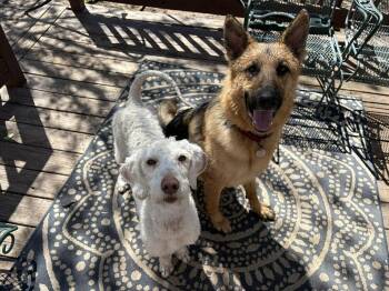 Poodle and Golden Retriever Dogs Available for Adoption in Gretna, Nebraska - Margo | PetCurious