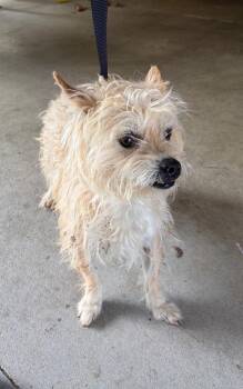 Mixed Breed Dogs Available for Adoption in Douglasville, Georgia - Chorizo | PetCurious