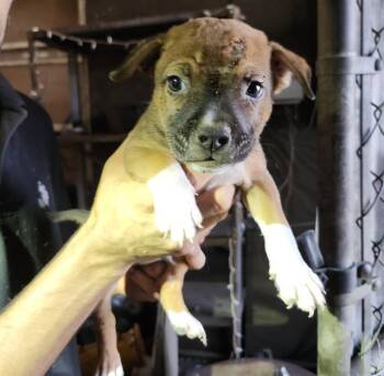 LOU -  Terrier Dog for Adoption in San Antonio, Texas - LOU | PetCurious