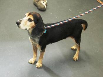 Barnaby -  Beagle and Mixed Breed Dog for Adoption in Picayune, Mississippi - Barnaby | PetCurious