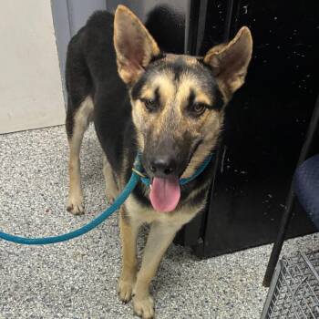 Dexter -  German Shepherd Dog Dog for Adoption in Birmingham, Alabama - Dexter | PetCurious