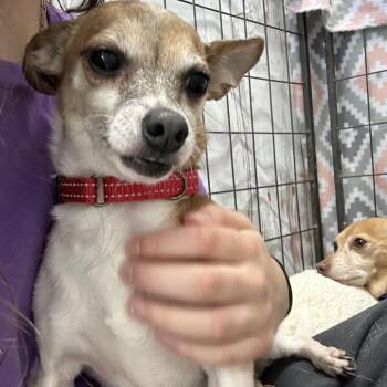 Chihuahua Dogs Available for Adoption in Blairsville, Georgia - Lil