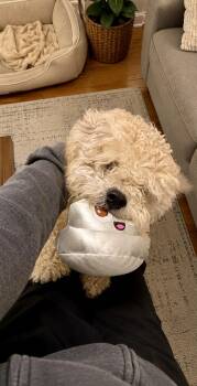 Cavapoo Dogs Available for Adoption in Tifton, Georgia - Cappy | PetCurious